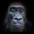 The Gorilla portrait. Royalty Free Stock Photo