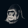 Gorilla portrait face Royalty Free Stock Photo