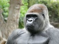 Gorilla Portrait Nahaufnahme Royalty Free Stock Photo