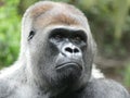 Gorilla Portrait Nahaufnahme Royalty Free Stock Photo