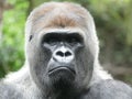 Gorilla Portrait Nahaufnahme Royalty Free Stock Photo