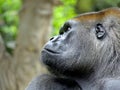 Gorilla Portrait Nahaufnahme Royalty Free Stock Photo