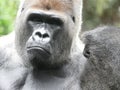 Gorilla Portrait Nahaufnahme Royalty Free Stock Photo