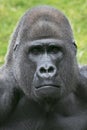 Gorilla portrait a t the zoo Royalty Free Stock Photo