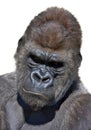 Gorilla Portrait In Vertical