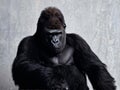 gorilla posing on a background of the wall. Royalty Free Stock Photo