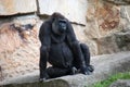 Gorilla posing for the camera Royalty Free Stock Photo
