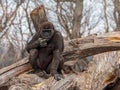 A Gorilla Posing out in Nature Appearing to be Deep in Thought Royalty Free Stock Photo