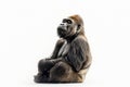 Gorilla posing on a white background Royalty Free Stock Photo