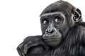 Gorilla posing on a white background Royalty Free Stock Photo