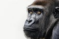 Gorilla posing on a white background Royalty Free Stock Photo