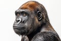 Gorilla posing on a white background Royalty Free Stock Photo