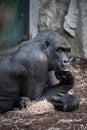 gorilla posing zoo Royalty Free Stock Photo