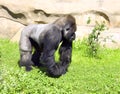 Gorilla primacy monkey hominid vegetarian Royalty Free Stock Photo