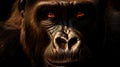 Gorilla Primate Ape on dark background Royalty Free Stock Photo