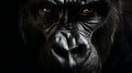 Gorilla Primate Ape on dark background Royalty Free Stock Photo