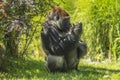 Gorilla primate