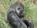 Gorilla Resting in Grass Royalty Free Stock Photo