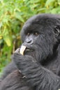 Gorilla's dinner time