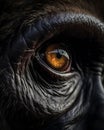 Gorilla\'s Powerful Gaze: A Captivating Close-Up Portrait