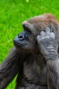 Gorilla scratching Royalty Free Stock Photo