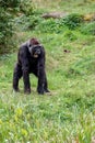 Gorilla is shouting at the leader Royalty Free Stock Photo
