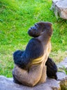 Gorilla with Side Glance Royalty Free Stock Photo