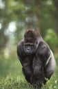 Gorilla, gorilla gorilla, Silverback Adult Male standing on Grass Royalty Free Stock Photo