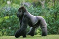 Gorilla, gorilla gorilla, Silverback Adult Male standing on Grass Royalty Free Stock Photo