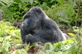 Gorilla Silverback resting