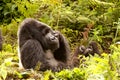 Gorilla Silverback resting pose