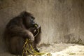 Gorilla sitting Royalty Free Stock Photo