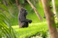 A Majestic Gorilla in Serene Surroundings