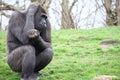 Gorilla sitting on grass while scratching its head Royalty Free Stock Photo