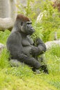 Gorilla, sitting male with a green twig in the paw