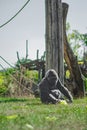 Gorilla Sitting Peacefully Outdoors Surrounded by Greenery and Wooden Framework Royalty Free Stock Photo