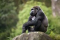 gorilla sitting on rock, surveying its surroundings