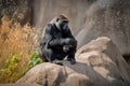 gorilla sitting on rock, surveying its surroundings