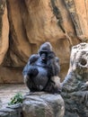 Gorilla sitting on rock in a thinking pose Royalty Free Stock Photo