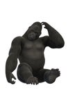 Gorilla sitting and scratching, ape on white background