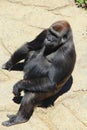 Gorilla Sitting in the Sun