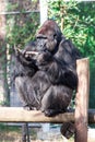 Gorilla Royalty Free Stock Photo