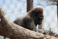Gorilla sitting in trees Royalty Free Stock Photo