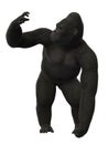 Gorilla standing, ape isolated on white background