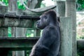 Gorilla stands leaning against a wooden fence, gazing intently at something beyond the frame