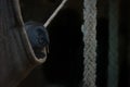 Gorilla stares out from shady rope hammock