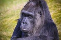 Gorilla staring looking into the camera lens head portrait with out of focus green grass background. Gorilla pensive suspicious. Royalty Free Stock Photo