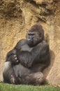 Gorilla sunbathing waiting for time to pass Royalty Free Stock Photo
