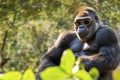 Gorilla in sunglasses. Alpha male, businessman. Background with copy space