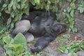 Gorilla taking an afternoon nap at the zoo